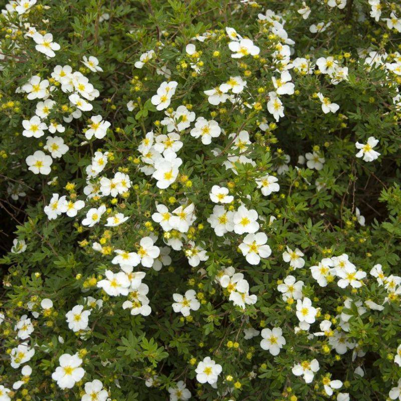 Potentille arbustive 'Abbotswood' (Potentilla fruticosa 'Abbotswood') - Godet - Taille 10/15cm - Pépinières Naudet - Imagen 2