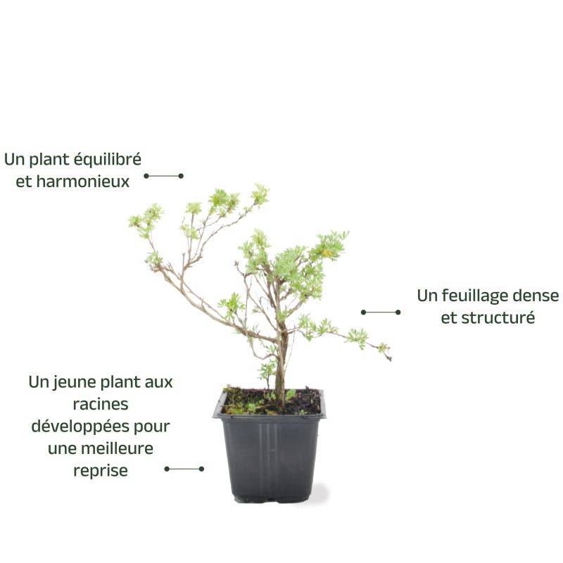 Potentille arbustive 'Abbotswood' (Potentilla fruticosa 'Abbotswood') - Godet - Taille 10/15cm - Pépinières Naudet - Imagen 4