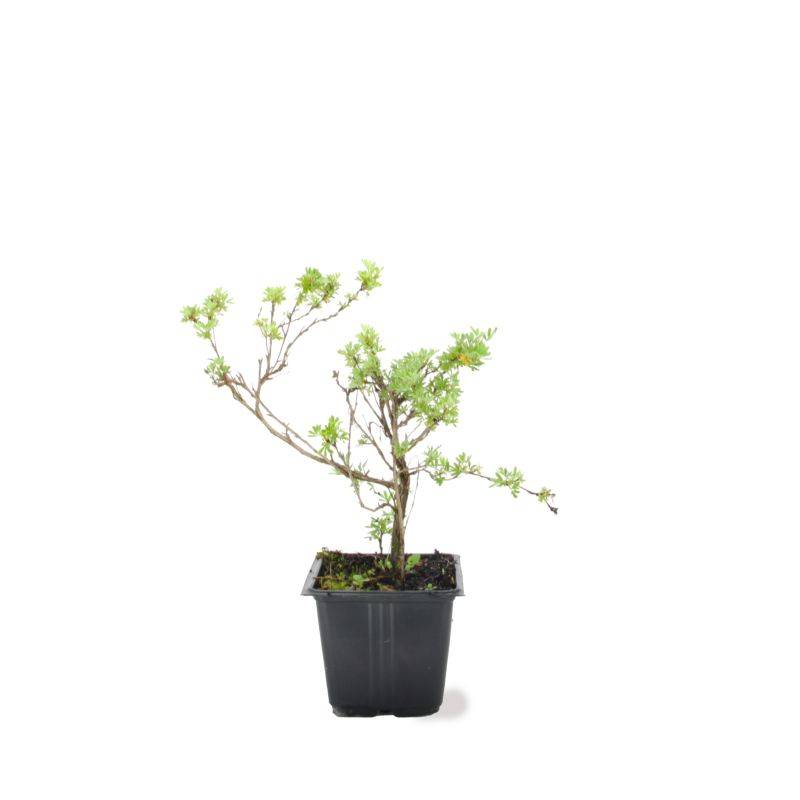 Potentille arbustive 'Abbotswood' (Potentilla fruticosa 'Abbotswood') - Godet - Taille 10/15cm - Pépinières Naudet - Imagen 3