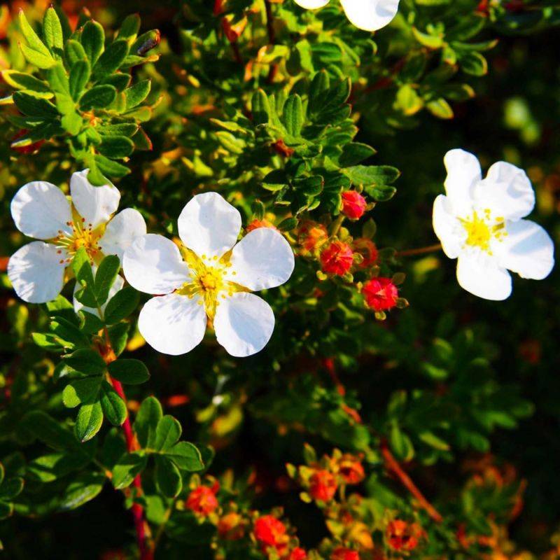 Potentille arbustive 'Abbotswood' (Potentilla fruticosa 'Abbotswood') - Godet - Taille 10/15cm - Pépinières Naudet - Imagen 1