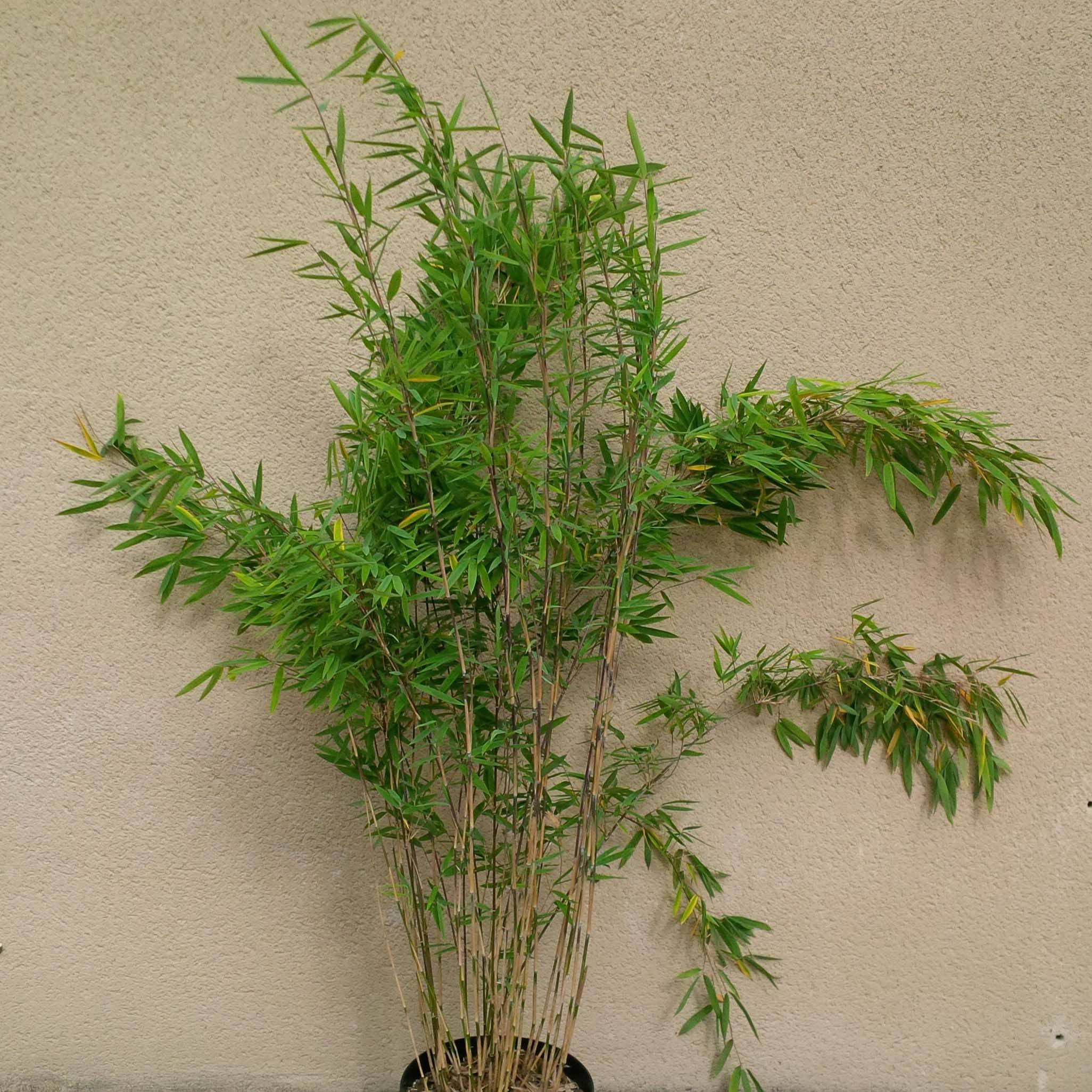Promesse de Fleurs - Fargesia nitida Volcano - Bambou non traçant Pot de 2L/3L - Image 1