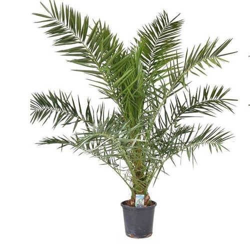 0 - Phoenix canariensis (dattier des canaris) Pot de 15 litres - 140/160 cm - Image 3