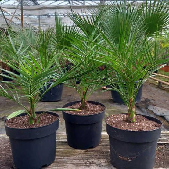 0 - Phoenix canariensis (dattier des canaris) Pot de 15 litres - 140/160 cm - Image 2
