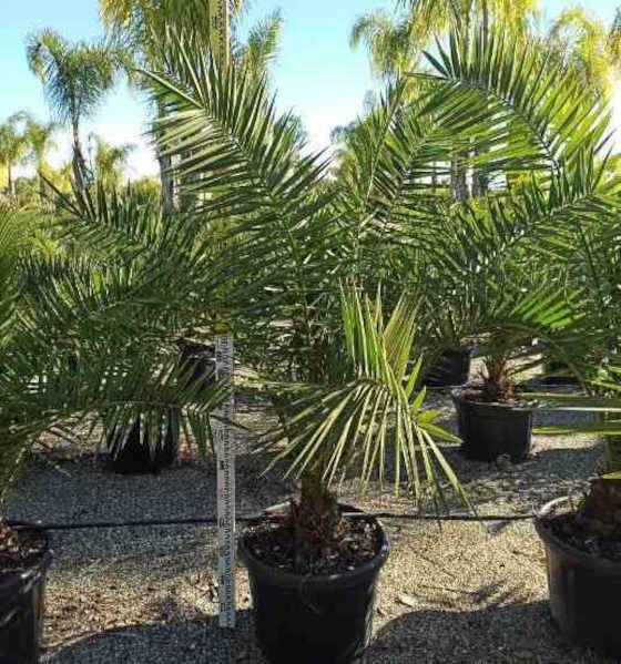 0 - Phoenix canariensis (dattier des canaris) Pot de 15 litres - 140/160 cm - Image 1