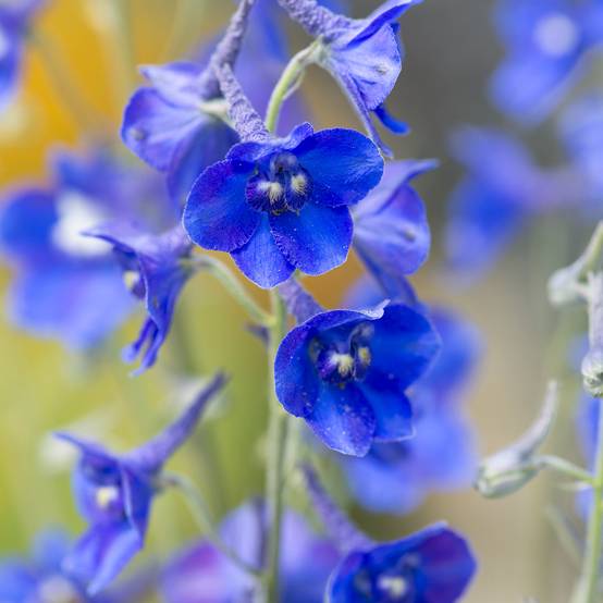 Graines de Delphinium belladonna Volkerfrieden Oriental Blue - Pied d'Alouette vivace le sachet de 15 graines environ (0,05g)