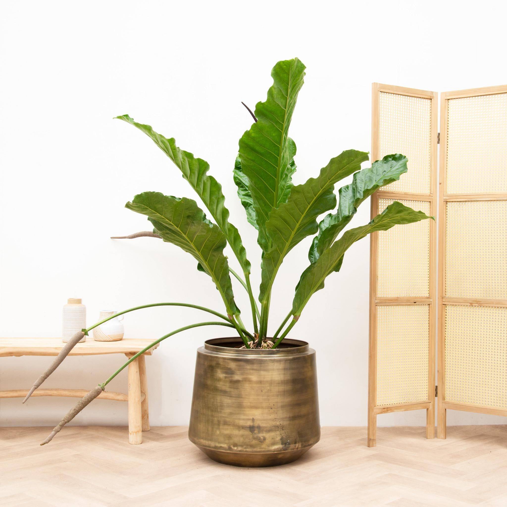 Anthurium Botanical King - D35 H100cm