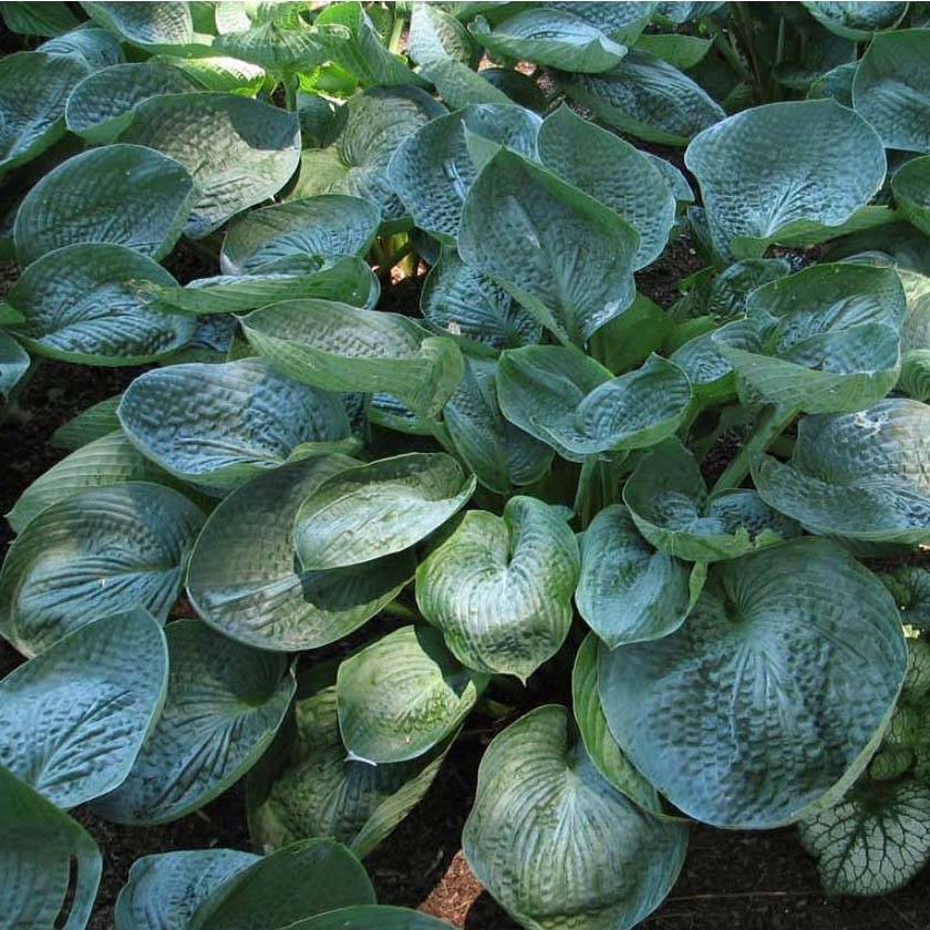 Hosta Prairie Sky Pot de 1,5L/2L