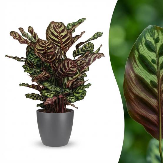 Calathea Makoyana - Pot de 19cm - Hauteur 70cm - Gris - Plantes d'intérieur - Image 2