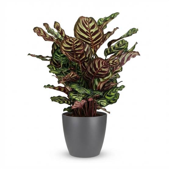 Calathea Makoyana - Pot de 19cm - Hauteur 70cm - Gris - Plantes d'intérieur - Image 1