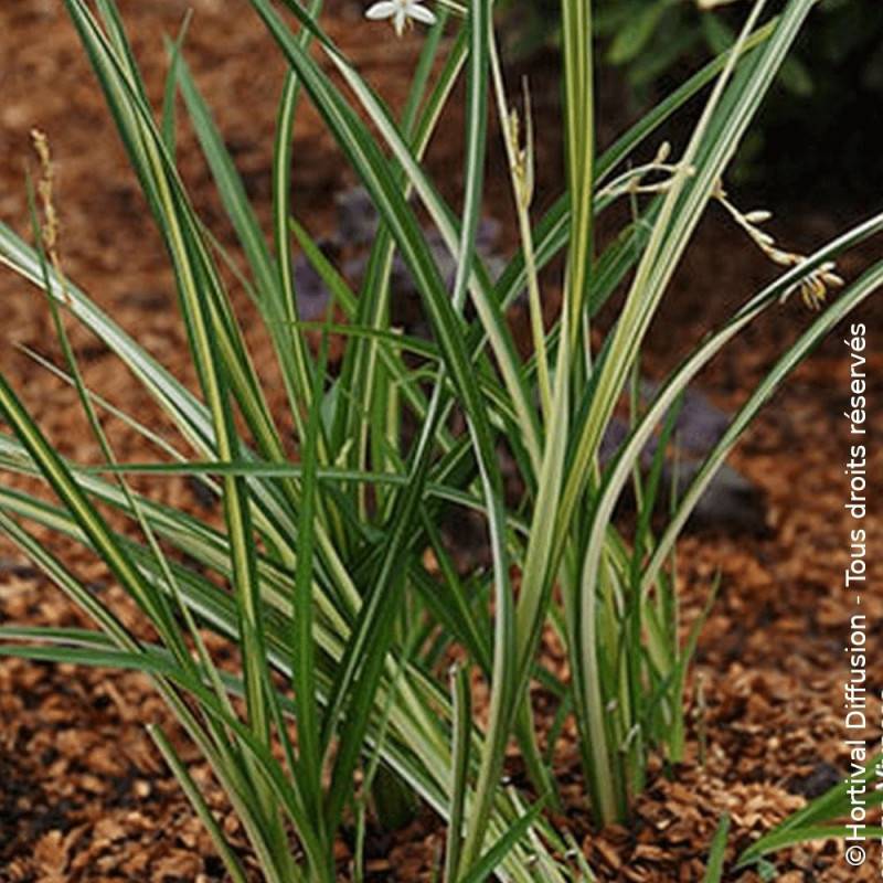 Chlorophytum panaché Starlight - Godet - Image 4