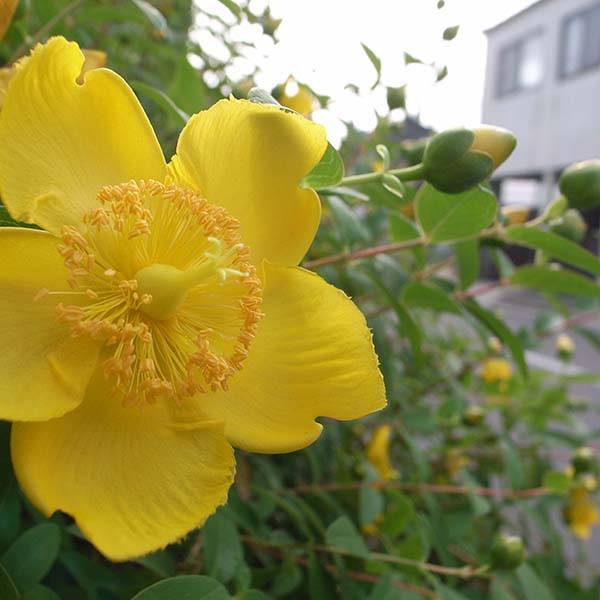 Promesse de Fleurs - Millepertuis - Hypericum calycinum Godet de 7/8 cm