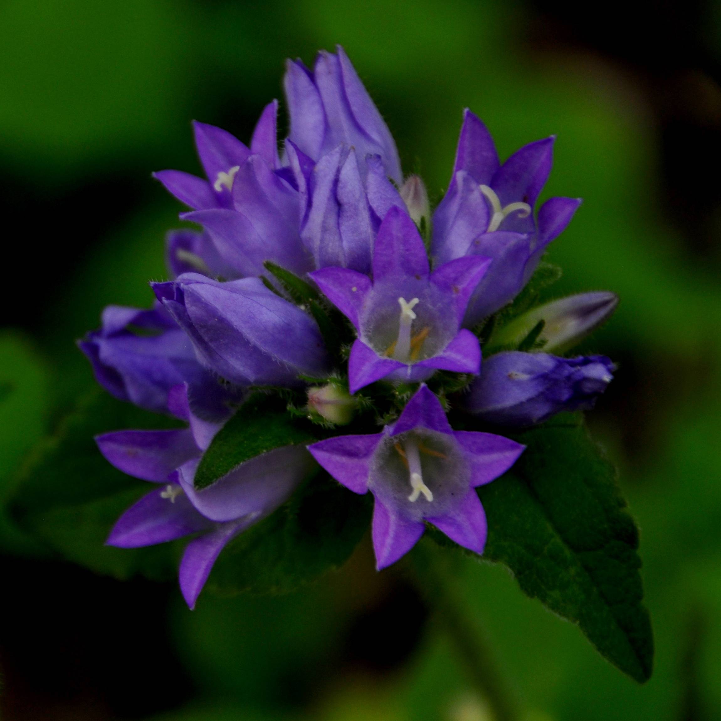 Promesse de Fleurs - Campanule glomerata Acaulis - Campanule à bouquets Godet de 8/9 cm