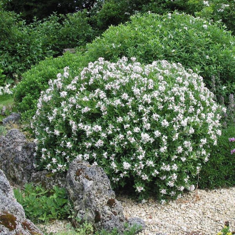 Daphne Eternal Fragrance® 'Blafra', Daphné parfumé à fleurs Blanche/ - feuillage Persistant - Pot de 3L - 20/40 cm - Imagen 1