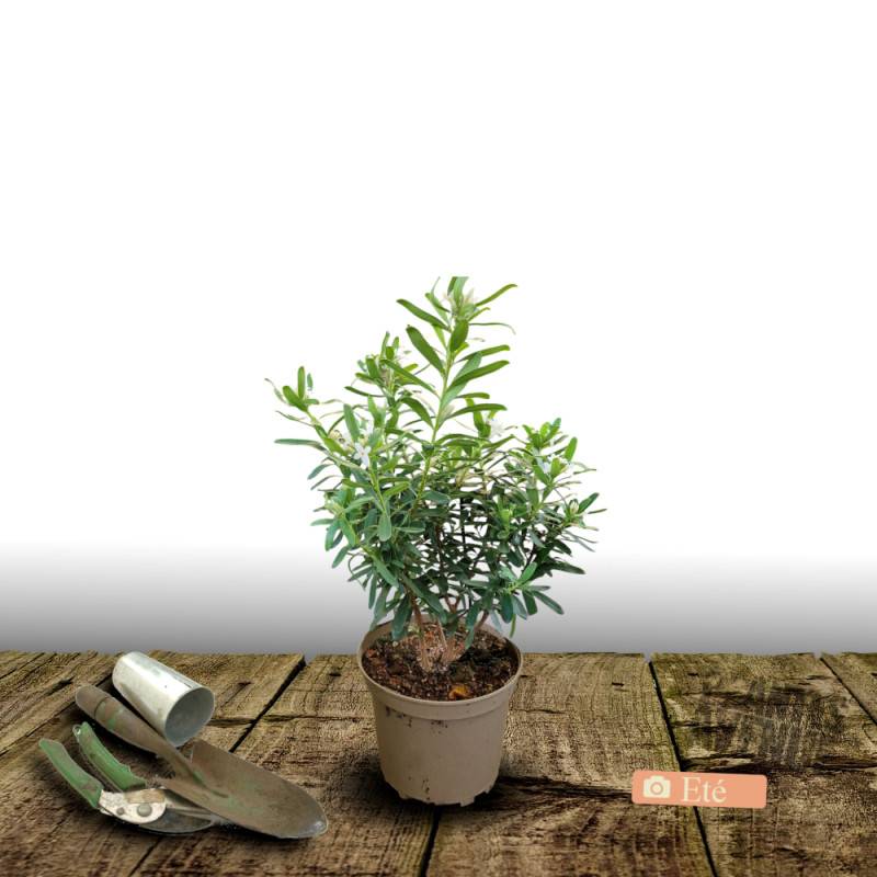 Daphne Eternal Fragrance® 'Blafra', Daphné parfumé à fleurs Blanche/ - feuillage Persistant - Pot de 3L - 20/40 cm - Imagen 3