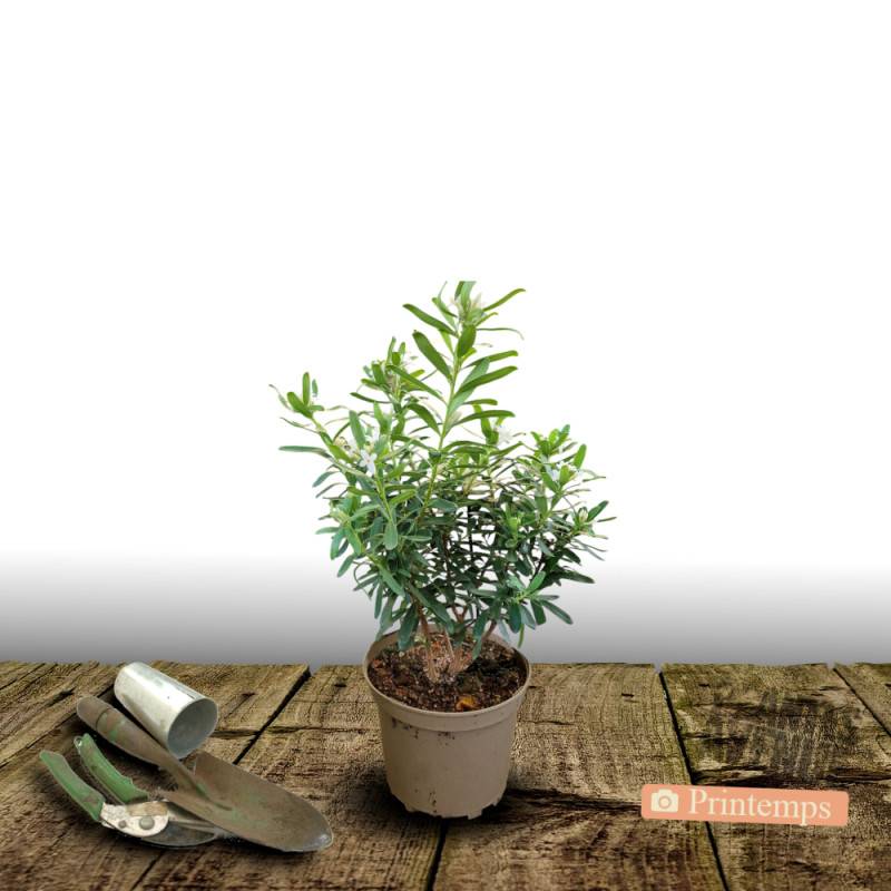 Daphne Eternal Fragrance® 'Blafra', Daphné parfumé à fleurs Blanche/ - feuillage Persistant - Pot de 3L - 20/40 cm - Imagen 5