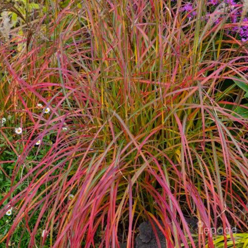 3 Herbes à Eléphant 'Little Miss' (Miscanthus Sinensis) - Lot de 3 graminées - Pépinières Naudet