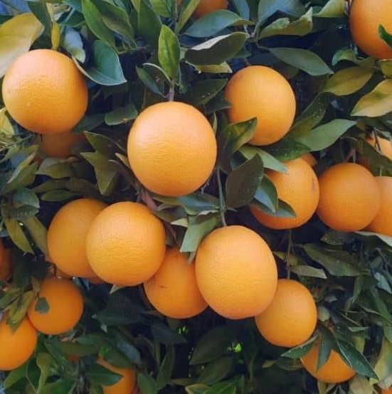 0 - Citrus sinensis var.Valencia Midknigh (oranger gros fruit sans pépins) Pot de 9 litres -140/160 cm - Image 1