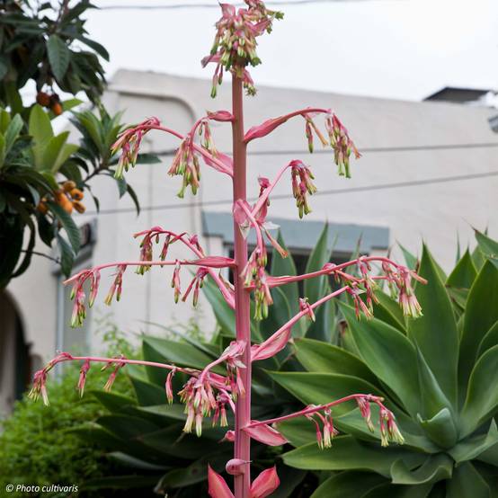 Beschorneria yuccoides Flamingo Glow Pot de 3L/4L
