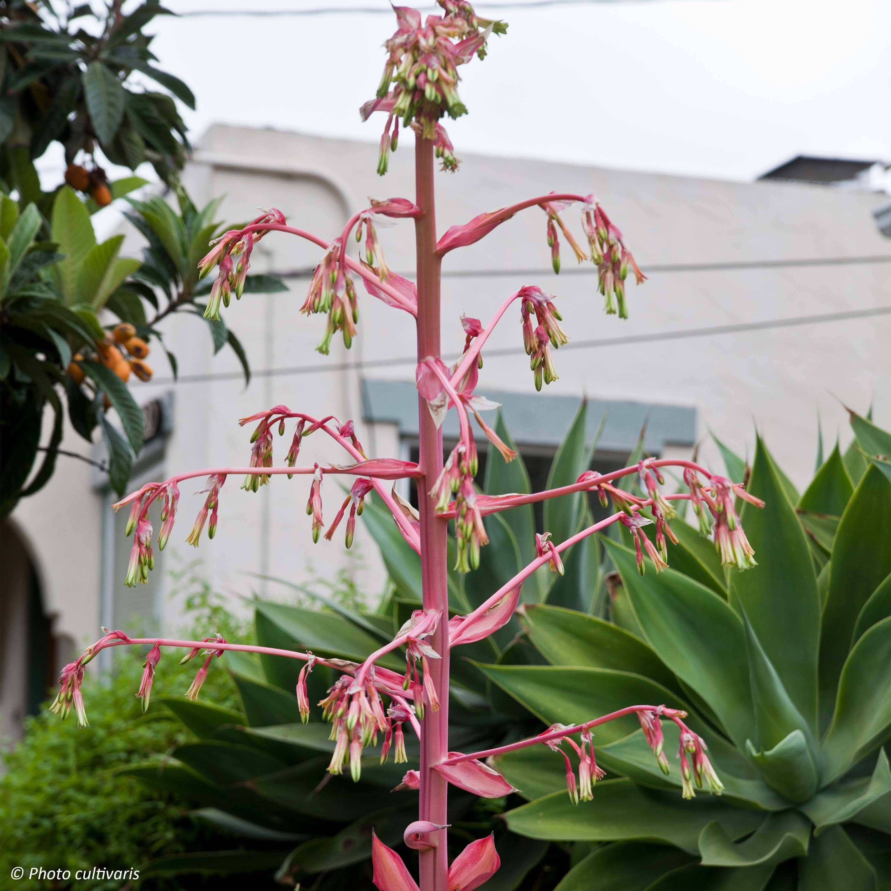 Beschorneria yuccoides Flamingo Glow Pot de 3L/4L