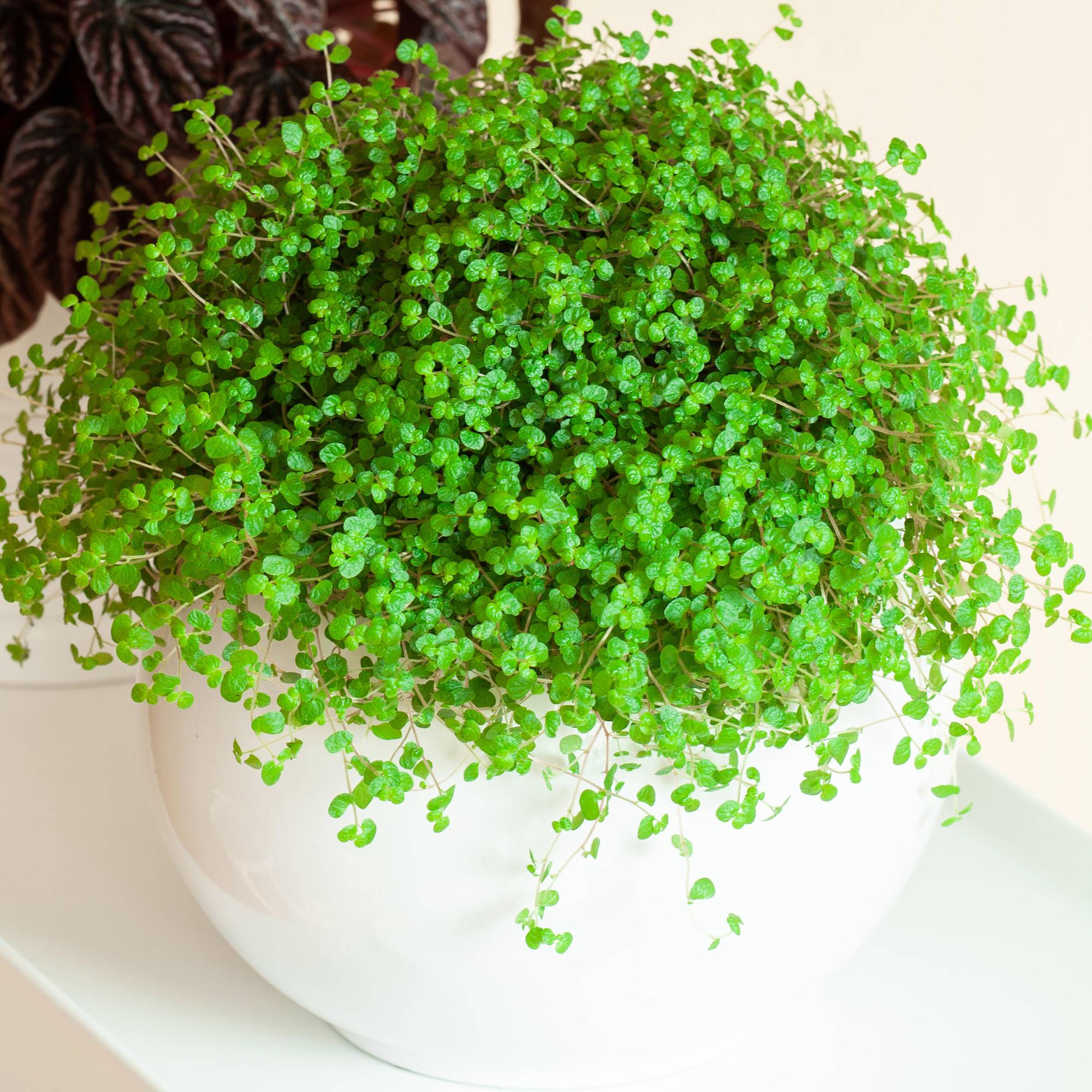 Gardenersdream - 1 X Soleirolia Soleirolii Helxine Vert  | Plante D'Intérieur Pour La Maison Ou Le Bureau - GardenersDream - Imagen 1