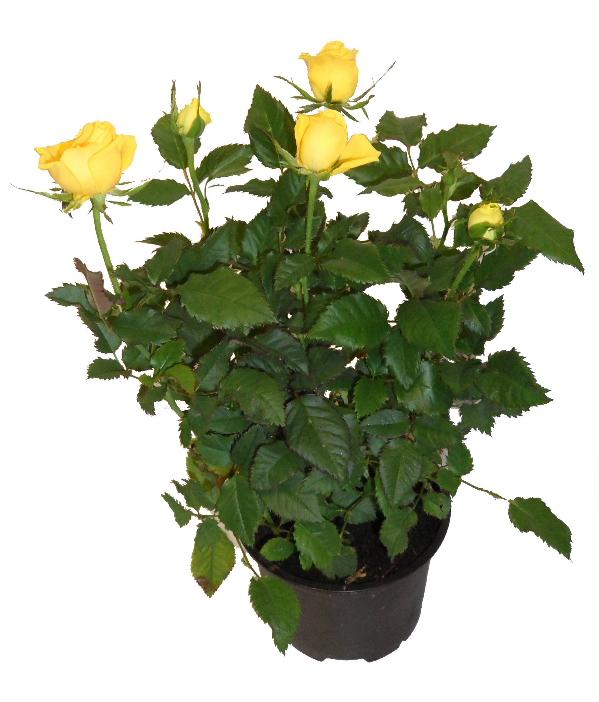Horti-Flandre - Rosier parade jaune Pot 10,5 cm