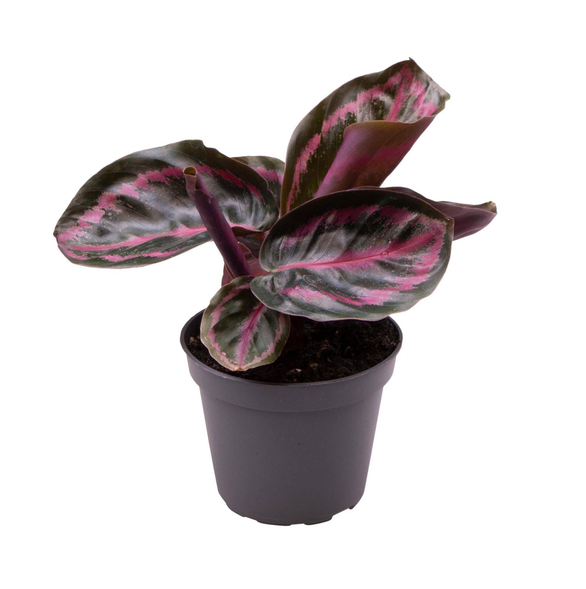 La Green Touch - Mini Calathea Roseopicta 12cm - Plante d'intérieur- La Green Touch - Imagen 1
