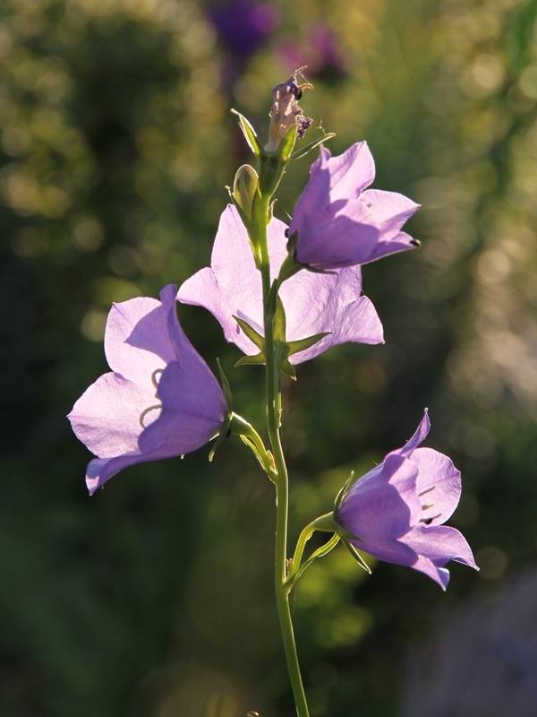 Campanule à feuilles de pêcher - Campanula persicifolia Godet de 8/9 cm - Image 1