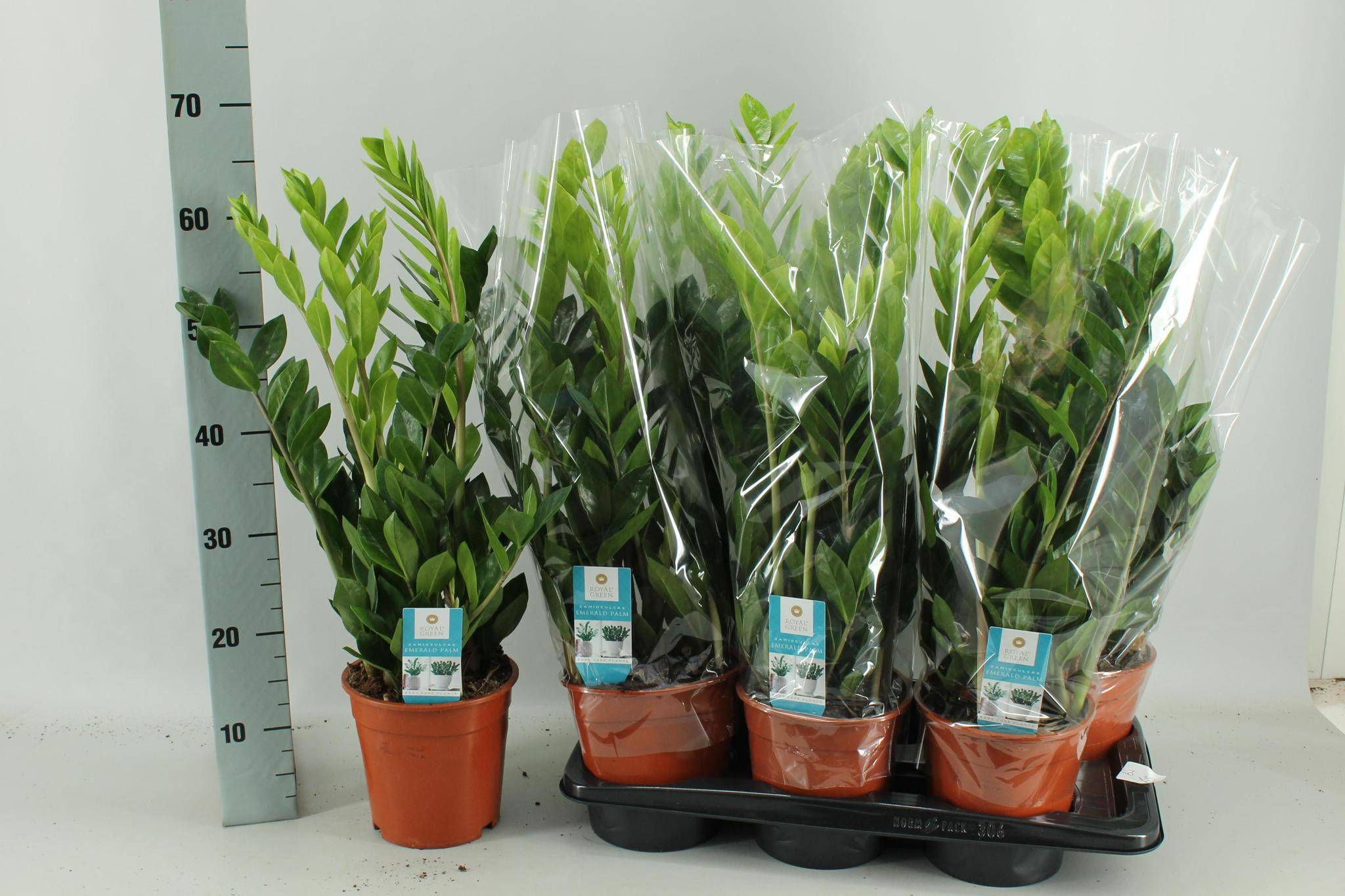 La Green Touch - Zamioculcas Zamiifolia - D17 H65cm