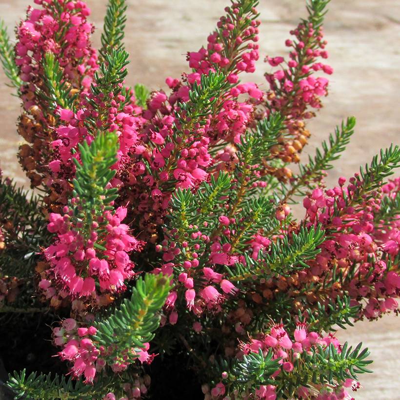 Promesse de Fleurs - Bruyère vagabonde - Erica vagans Birch Glow Pot de 10 cm/11cm