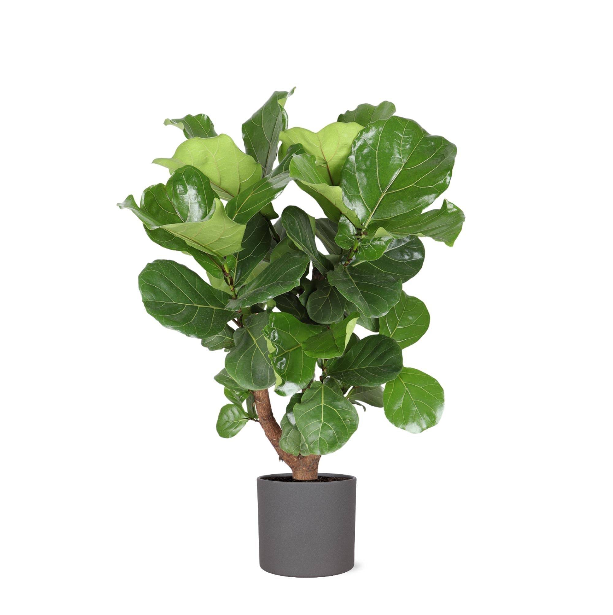Ficus Lyrata et son pot- La Green Touch Anthracite - Hauteur 110cm