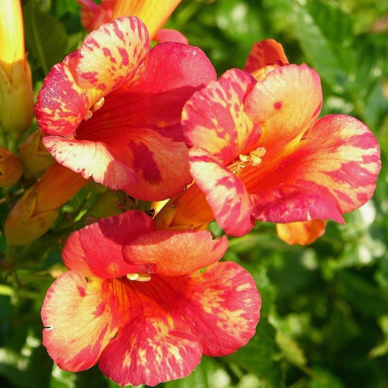 Bignone Orangeade® 'Tracamp' à fleurs Orange - feuillage Caduc - Pot de 3L - Echelle bambou 60/120 cm-  hauteur à maturité De 3,00 m à 5,00 m - Image 9