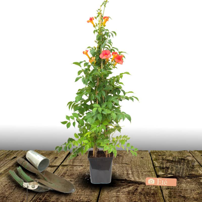 Bignone Orangeade® 'Tracamp' à fleurs Orange - feuillage Caduc - Pot de 3L - Echelle bambou 60/120 cm-  hauteur à maturité De 3,00 m à 5,00 m - Image 6