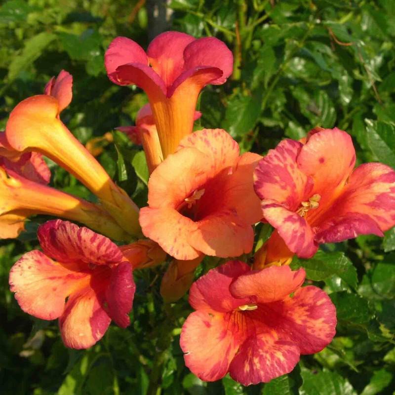 Bignone Orangeade® 'Tracamp' à fleurs Orange - feuillage Caduc - Pot de 3L - Echelle bambou 60/120 cm-  hauteur à maturité De 3,00 m à 5,00 m - Image 5