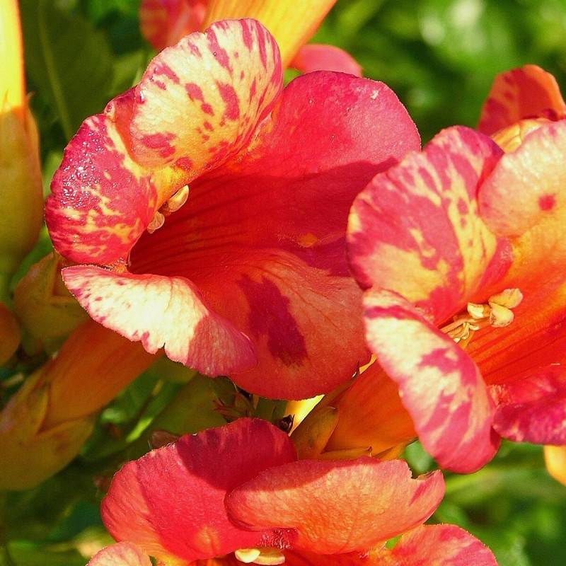 Bignone Orangeade® 'Tracamp' à fleurs Orange - feuillage Caduc - Pot de 3L - Echelle bambou 60/120 cm-  hauteur à maturité De 3,00 m à 5,00 m - Image 3