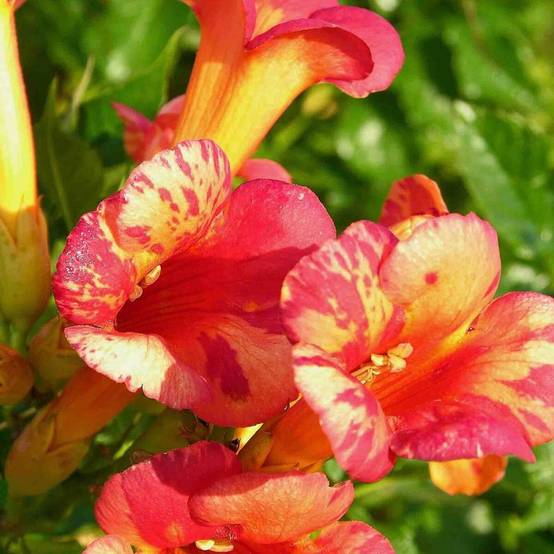 Bignone Orangeade® 'Tracamp' à fleurs Orange - feuillage Caduc - Pot de 3L - Echelle bambou 60/120 cm- hauteur à maturité De 3,00 m à 5,00 m - Image 4