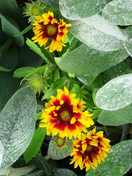 Graines de Gaillarde vivace Arizona Sun le sachet de 25 graines environ