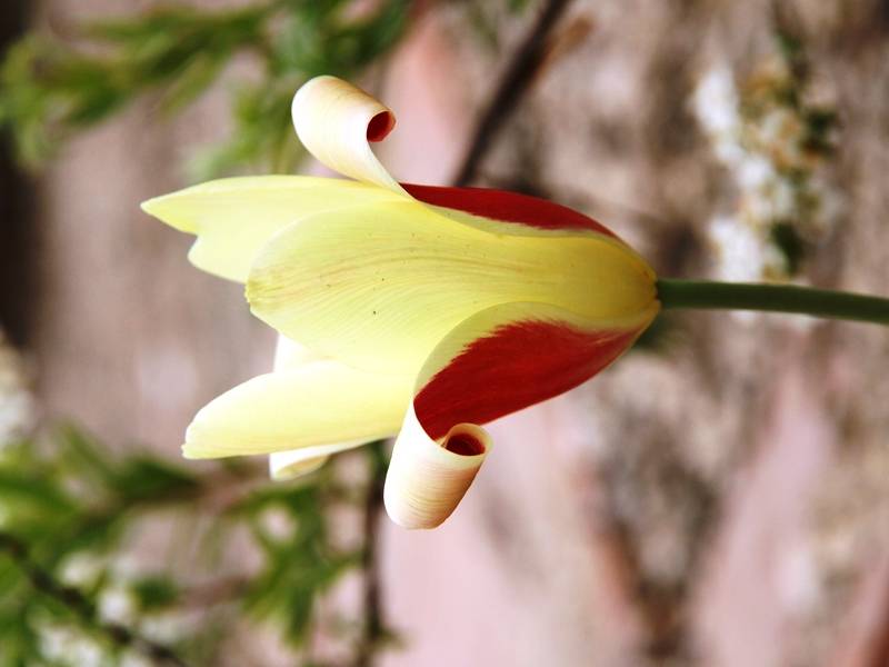 Promesse de Fleurs - Tulipe botanique clusiana Cynthia Bulbe calibre 5+ (par 10) - Image 1