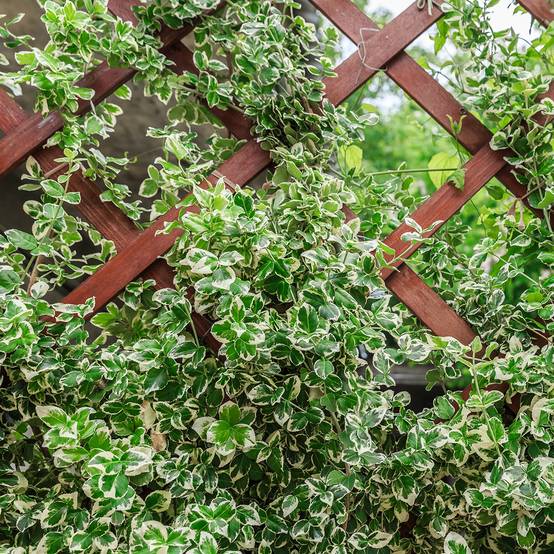 Euonymus fortunei Silver Carpet - Fusain persistant Pot de 2L/3L