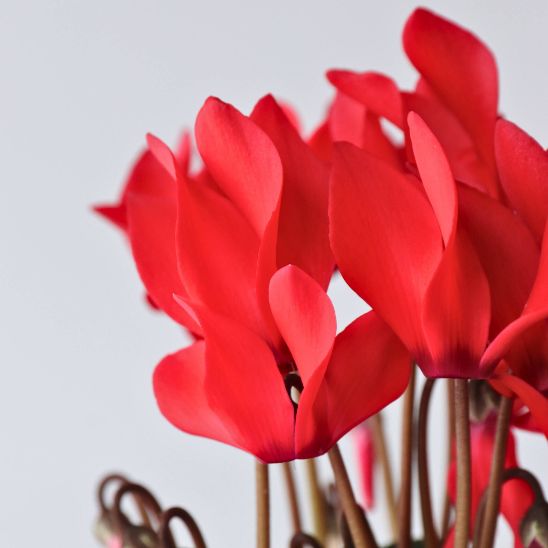 Plant In A Box - Cyclamen de Perse - Set de 6 - Cyclamen 'Winfall Scarlet' - H10-20cm - ⌀9cm - Image 5