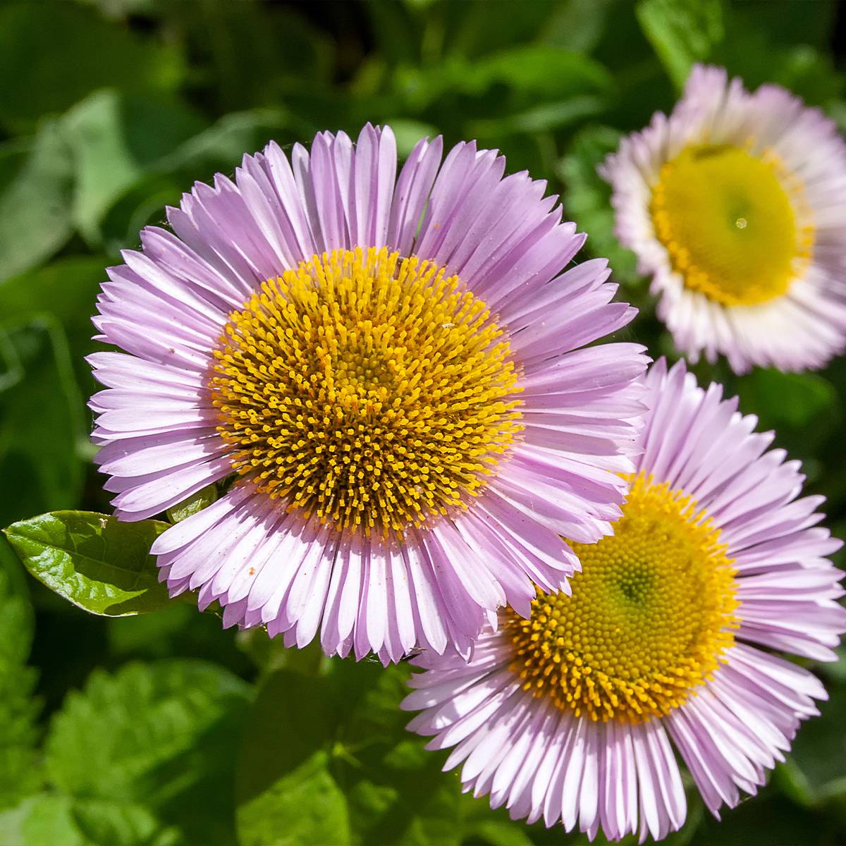 Promesse de Fleurs - Erigeron glaucus - Vergerette glauque Godet de 8/9 cm