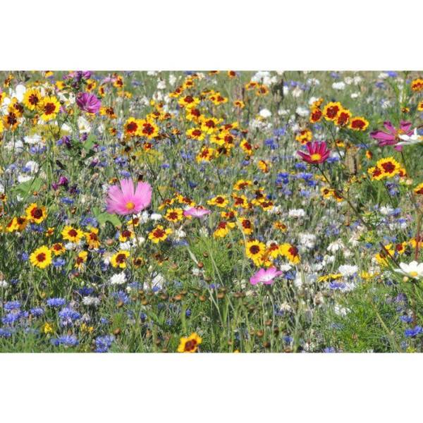 BHS - Mélange de fleurs pour abeilles - BHS - 230 g - 26 variétés de fleurs annuelles - Image 3