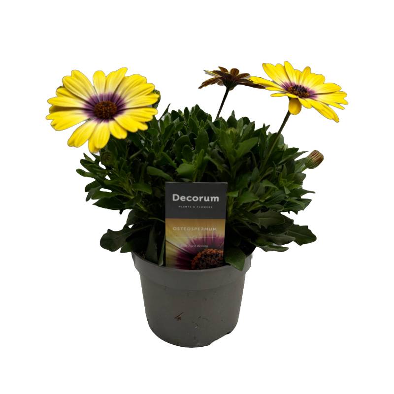 Osteospermum jaune Pot 13 cm
