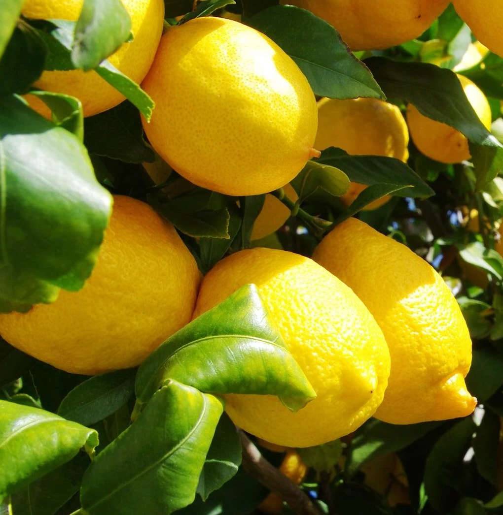 0 - Citrus limon var Eureka (citron toute l'année/ 4 saisons) Pot de 10 litres - 140/160 cm