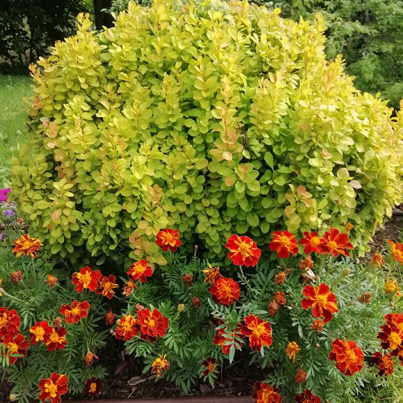Berberis thunbergii Maria - Épine-vinette Godet de 8/9 cm