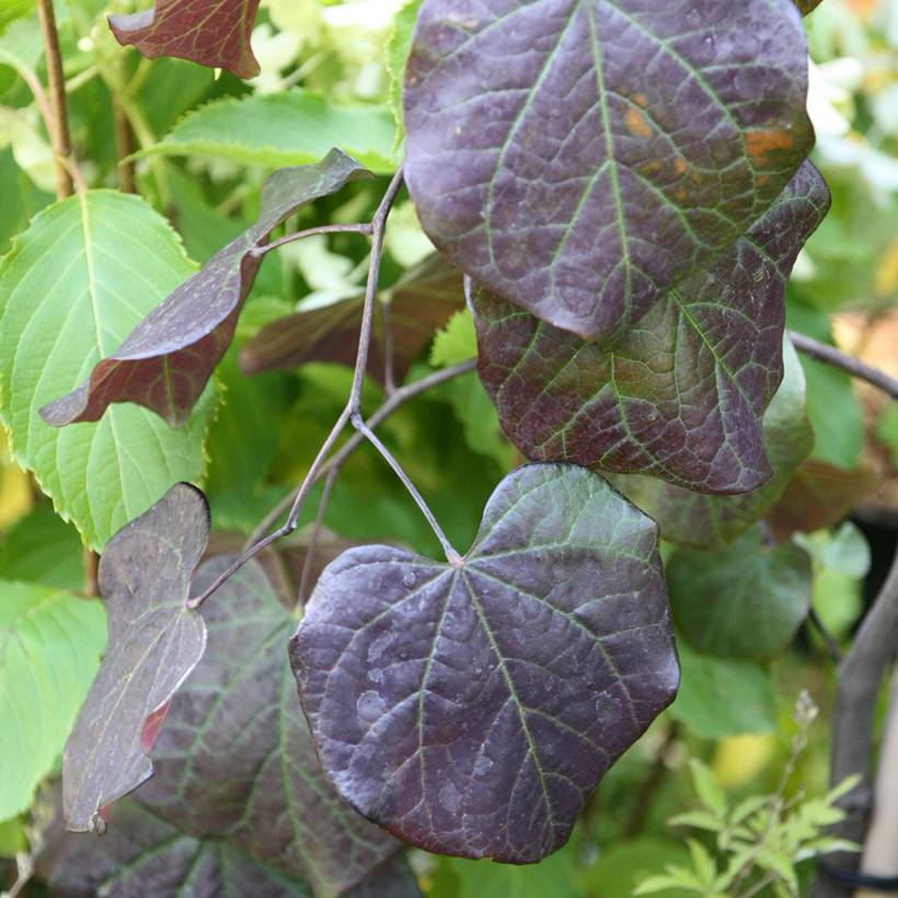 Promesse de Fleurs - Cercis canadensis Ruby Falls – Arbre de Judée pleureur, nain et pourpre Pot de 7,5L/10L