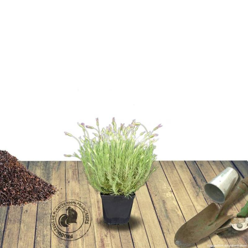 Lavande papillon Willowvale à fleurs Violette/ - feuillage Semi-Persistant - Pot de 7,5L - 60/80 cm - Imagen 6