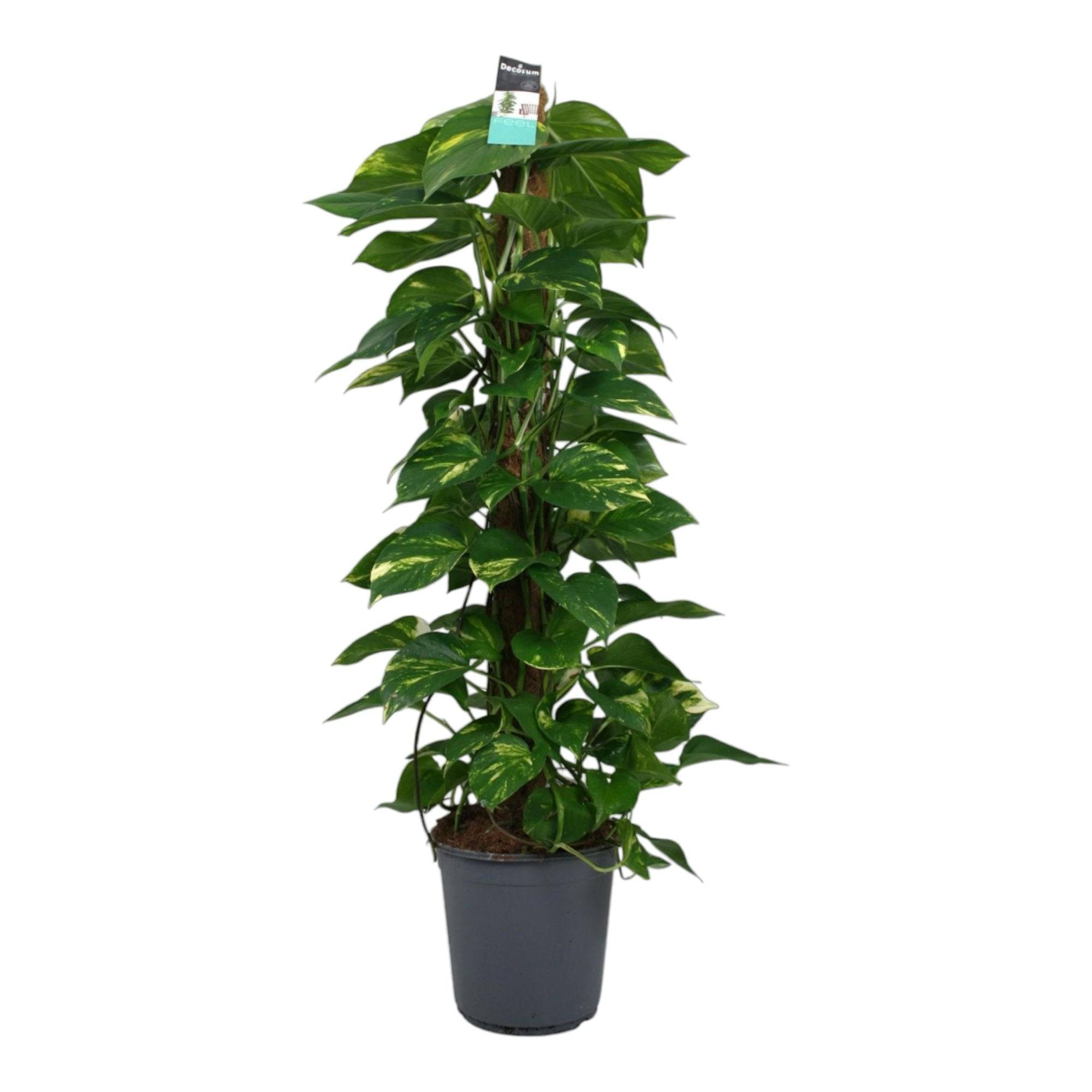 Scindapsus (Epipremnum) - D24 H120cm