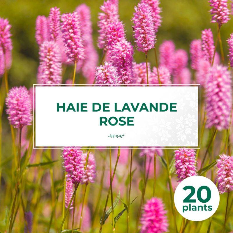 20 Lavandes Rose (Lanvandula 'Rosea') - Haie de Lavande Rose -  - Pépinières Naudet - Imagen 1