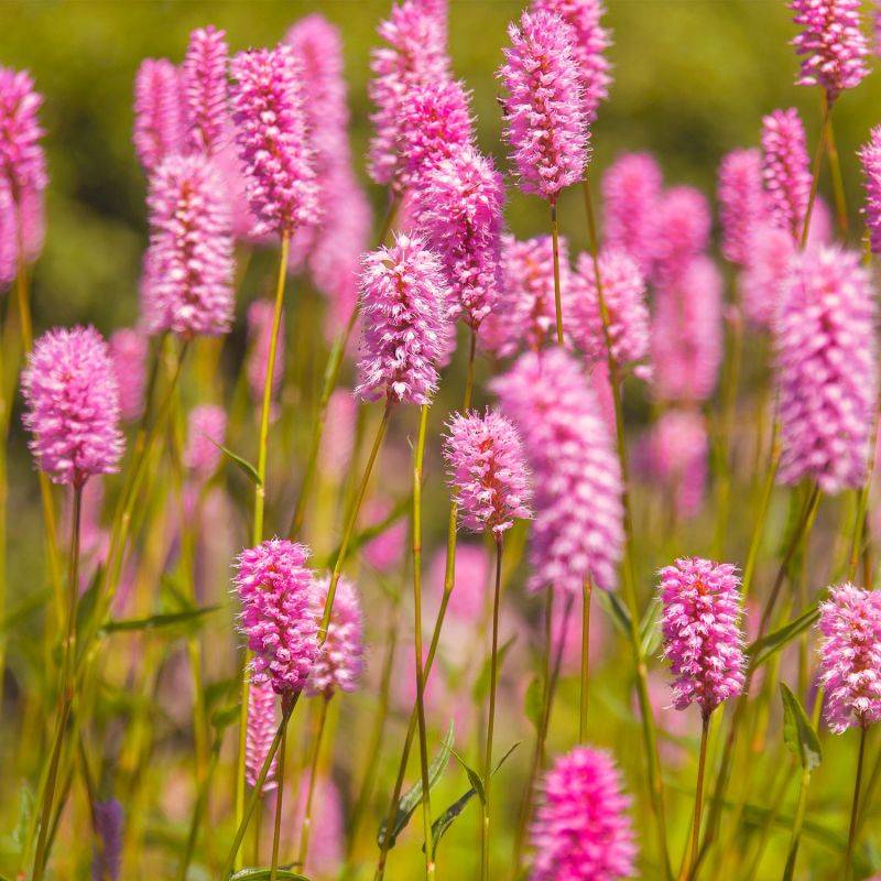 20 Lavandes Rose (Lanvandula 'Rosea') - Haie de Lavande Rose -  - Pépinières Naudet - Imagen 2