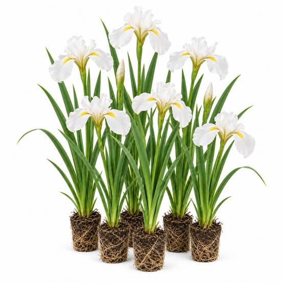 Iris blanc - Iris kaempferi - 12 plantes - Image 1